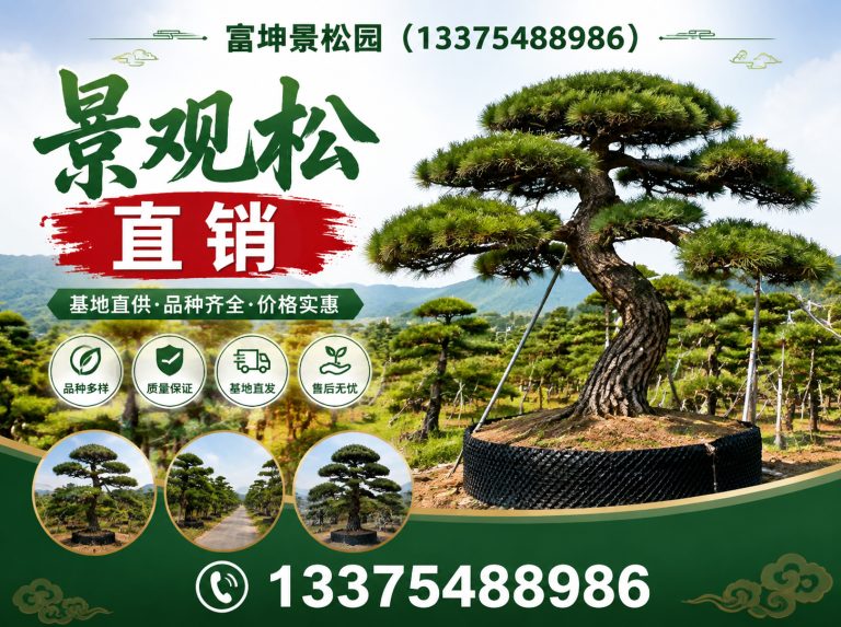 山东景观松直销展示图