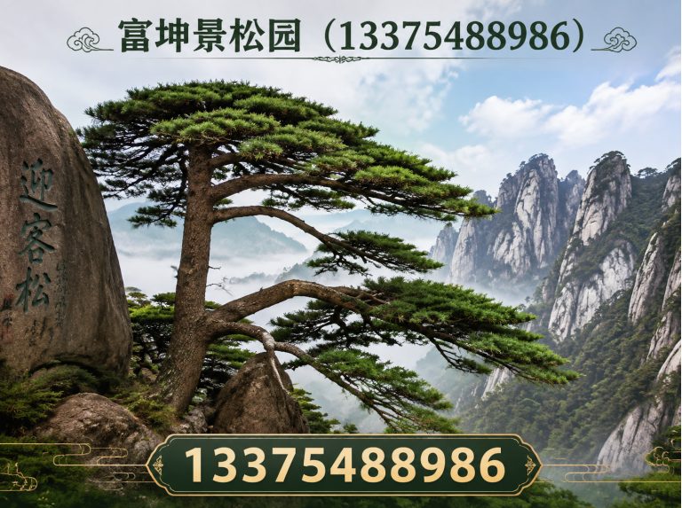 山东泰山松展示图