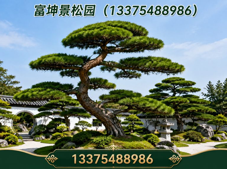 山东迎客松展示图
